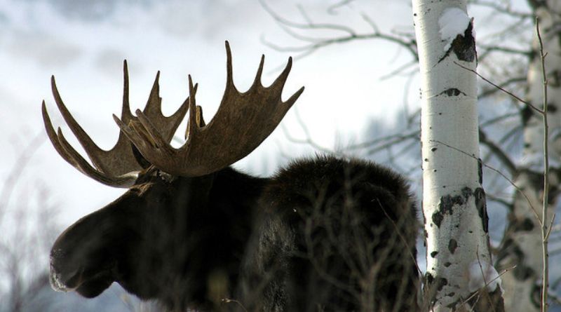 The State Animal. of Maine: The Moose