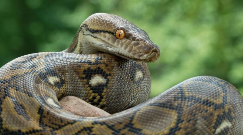 Biggest Anaconda in the World